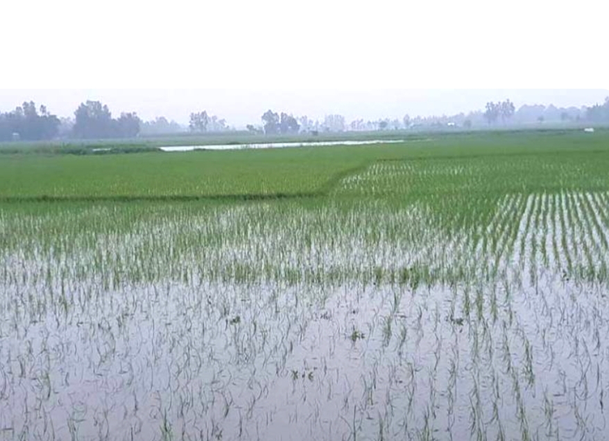 টানা বৃষ্টিতে জামালপুরের ইসলামপুরে ডুবে গেলো শত শত একর ধানক্ষেত..