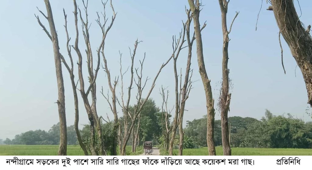 নন্দীগ্রামে সড়কের দুই পাশে সারি সারি মরা গাছ যেন মরণফাঁদ: দুর্ঘটনার আশঙ্কা 