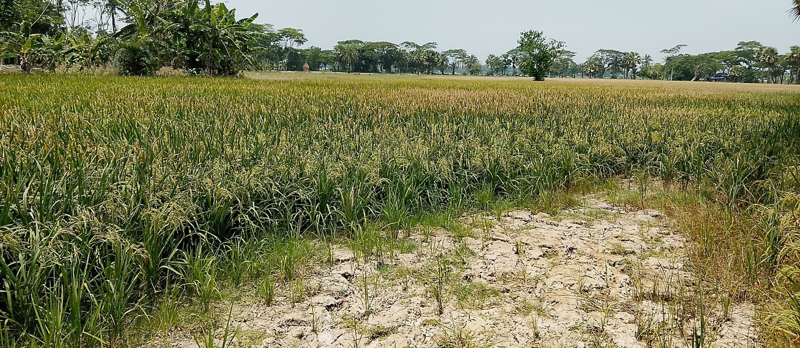 ডিজেল-পেট্রোলের অভাব, বিদ্যুতের ঘাটতি ও বাড়তি দামে জ্বালানি—ফসল হুমকির মুখে