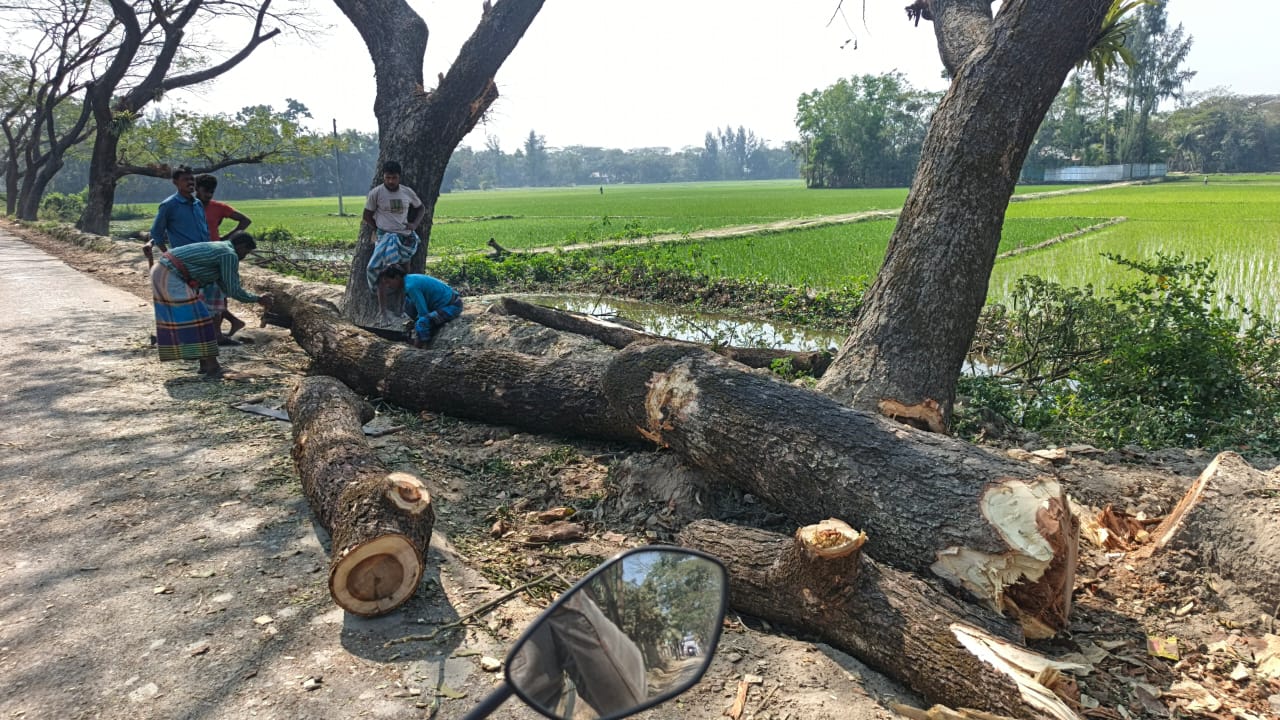 নোয়াখালীতে ইউপি চেয়ারম্যানের বিরুদ্ধে সড়কের পাশের সরকারি গাছ কাটার অভিযোগ