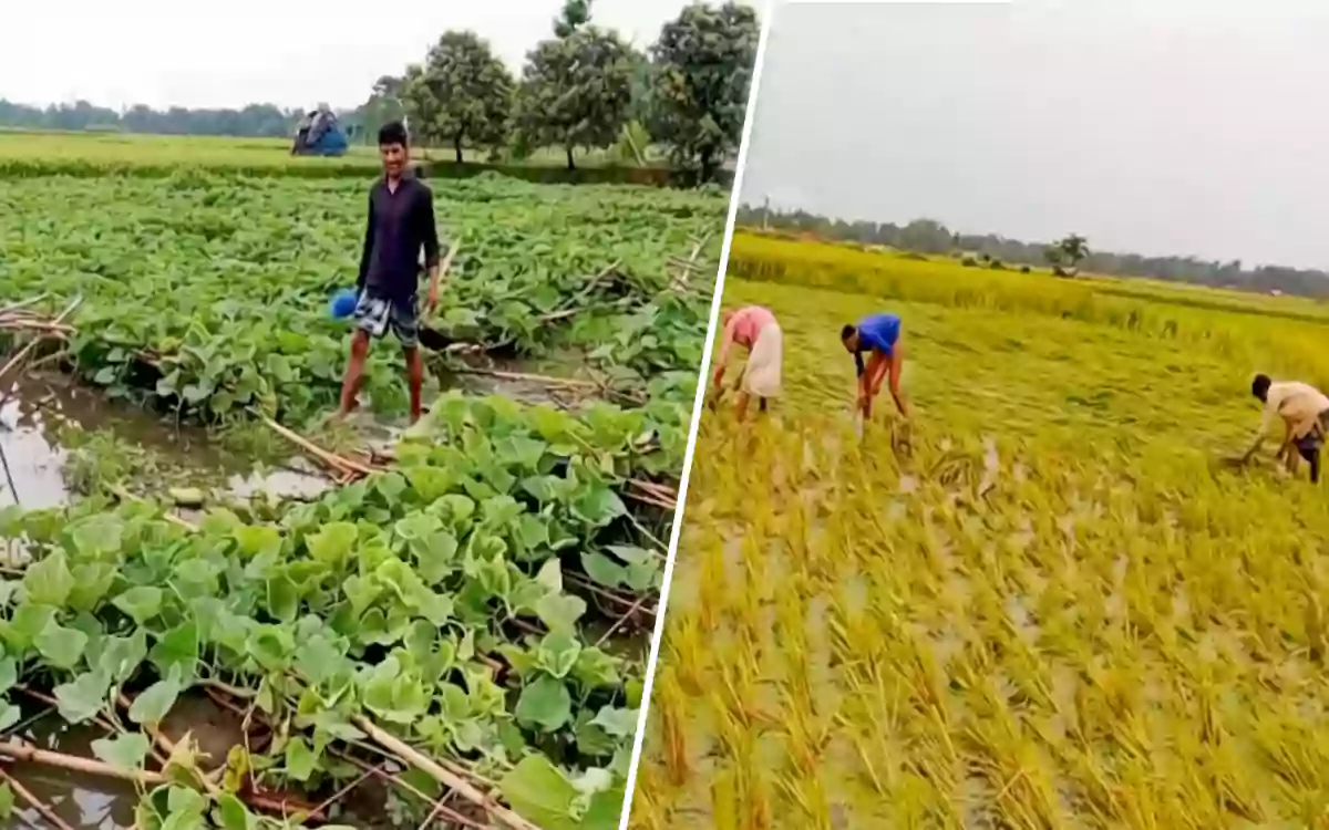 প্রাকৃতিক দুর্যোগে লণ্ডভণ্ড কুমিল্লার চান্দিনা: বৃষ্টির পানিতে তলিয়ে গেছে কৃষকের স্বপ্ন