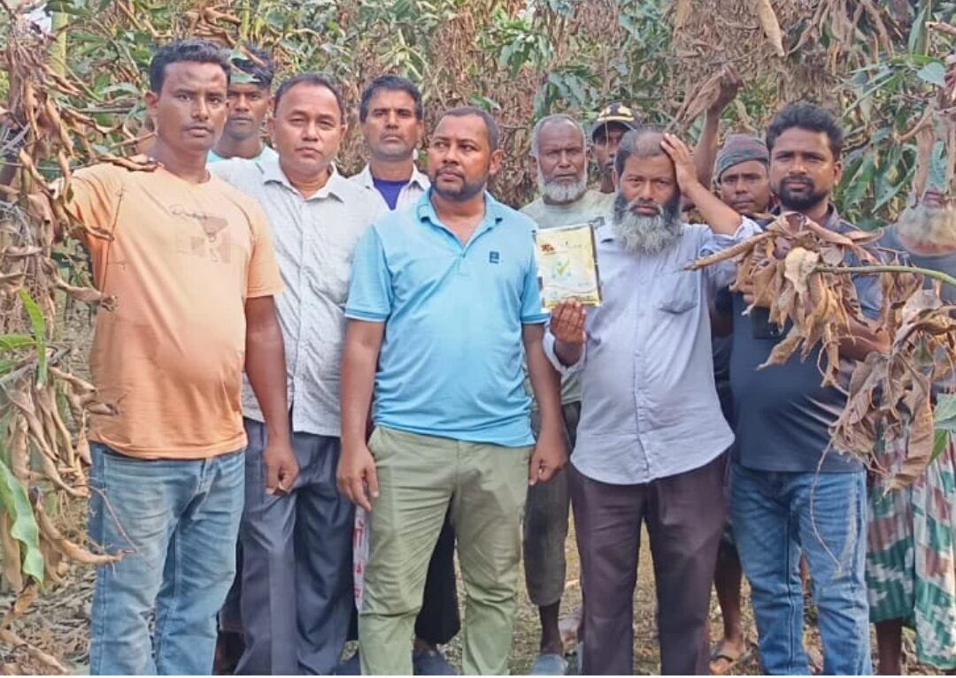 ঠাকুরগাঁও  রাণীশংকৈলে ভেজাল কীটনাশকে আম বাগানে বিপর্যয়, ক্ষতি প্রায় লক্ষ লক্ষ  টাকা