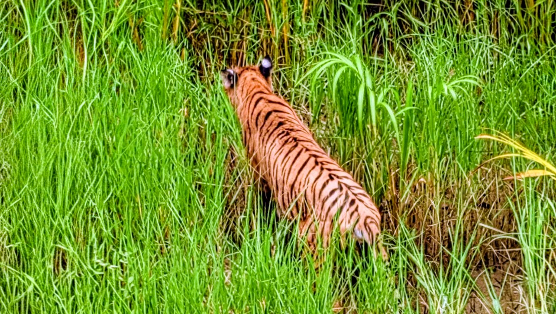 হরিণ শিকারের ফাঁদ থেকে উদ্ধার হওয়া বাঘিনী ছয় মাস পর ফিরল সুন্দরবনে