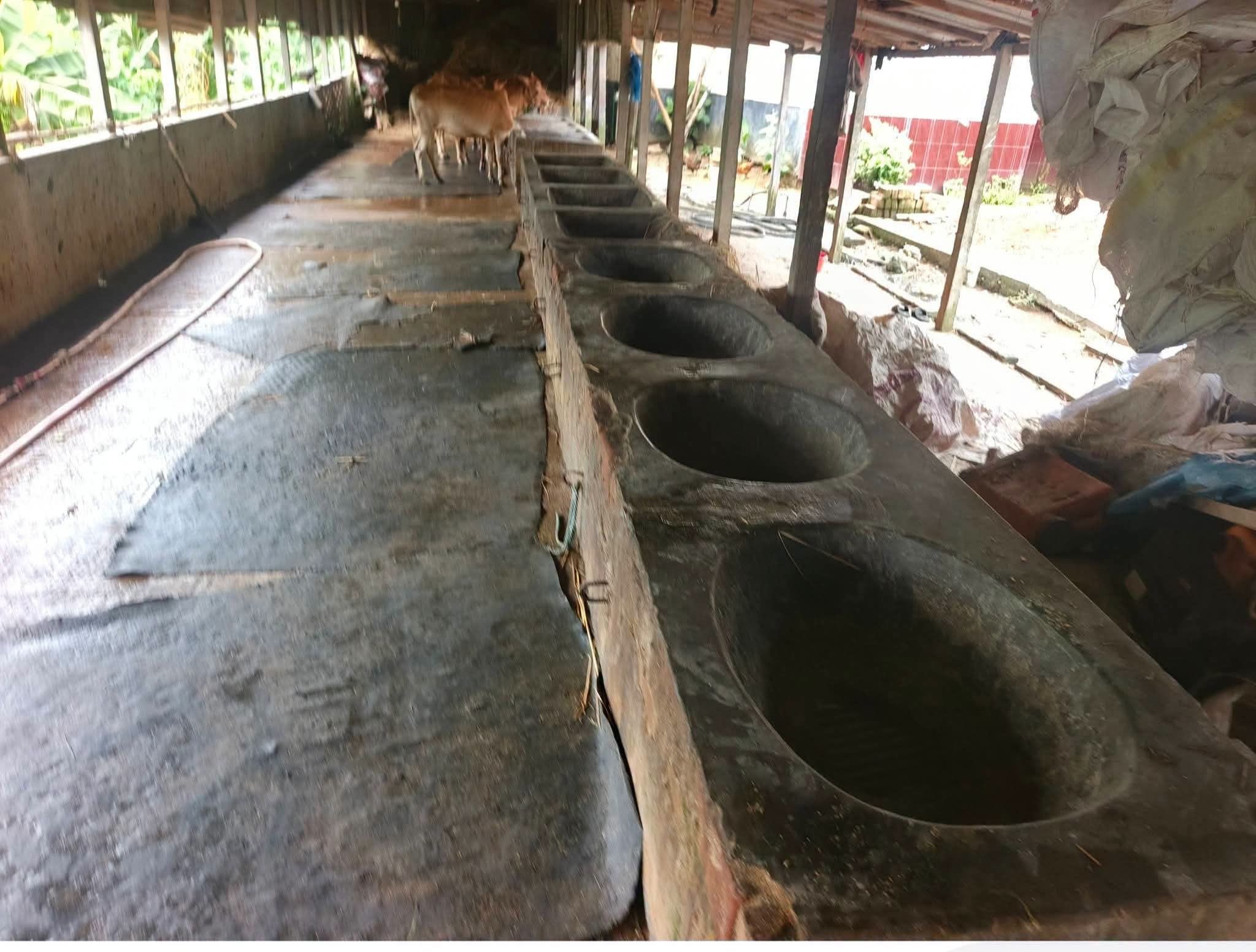 সখিপুরে বণিক সমিতির সভাপতির খামারে পশু চুরি